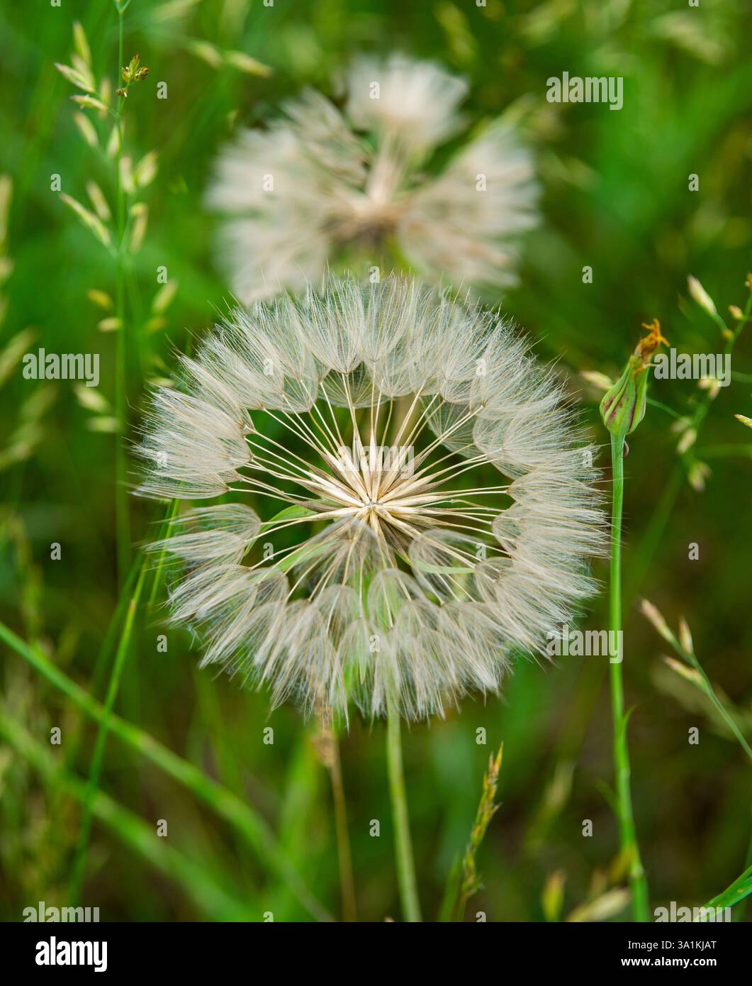 Dandelion seedhead on stem in field Stock Photo