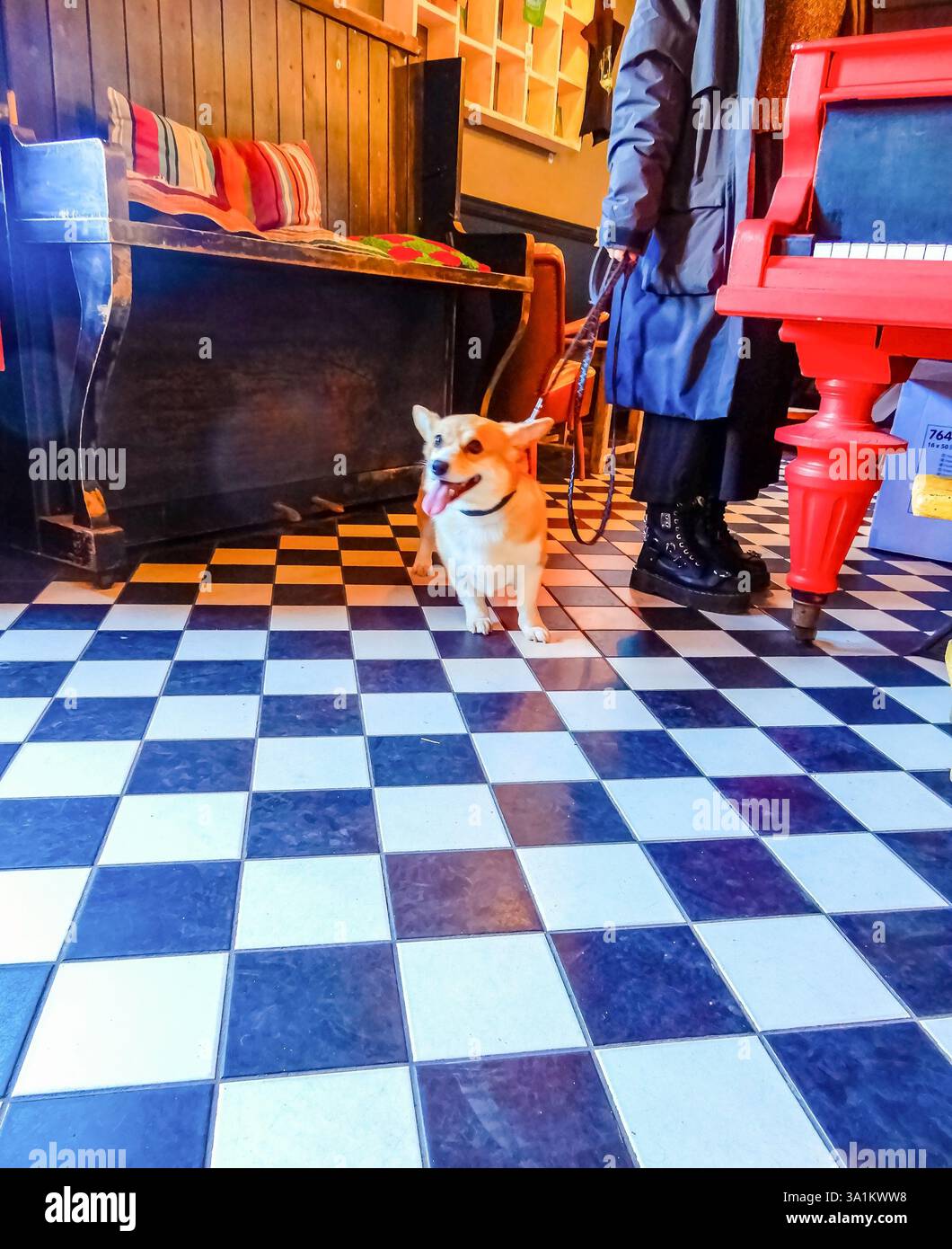 Adorable Pembroke Welsh Corgi on checkered floor with owner in vintage cafe. High quality photo Stock Photo