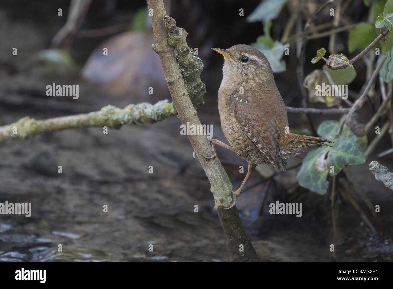 A wren (Troglodytes troglodytes) sitting on a branch on the bank of a river, surrounded by green foliage, Hesse, Germany, Europe Stock Photo