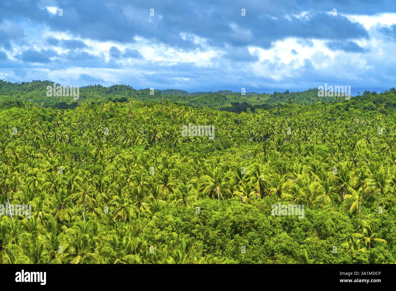 Lush green coconut palm trees covering the landscape of siargao island in the philippines, a tropical paradise destination Stock Photo