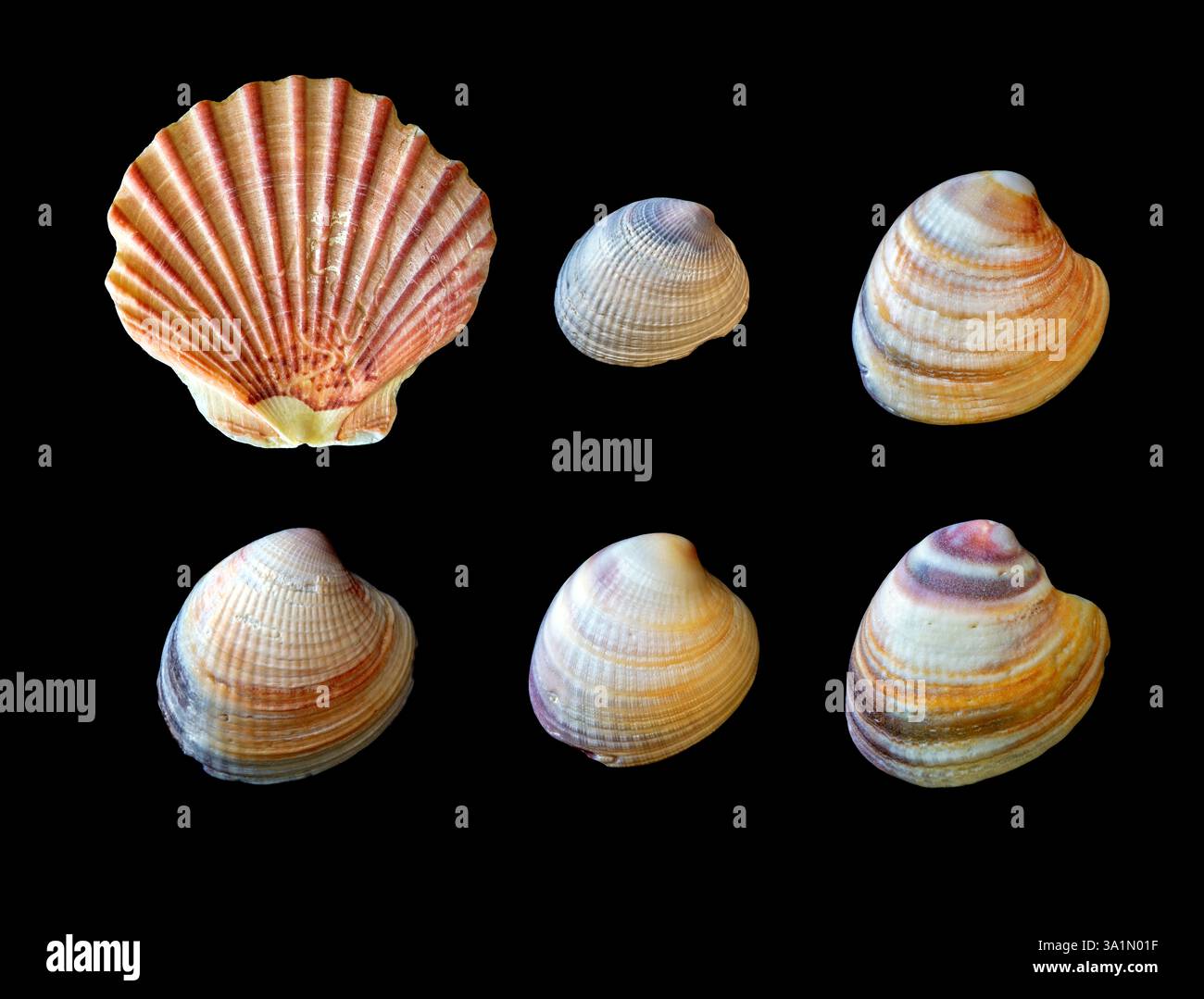 A New Zealand scallop shell and 5 clam shells on Te Ika-a-Māui North Island near Tāmaki Makaurau Auckland, Aotearoa New Zealand isolated on black. Stock Photo