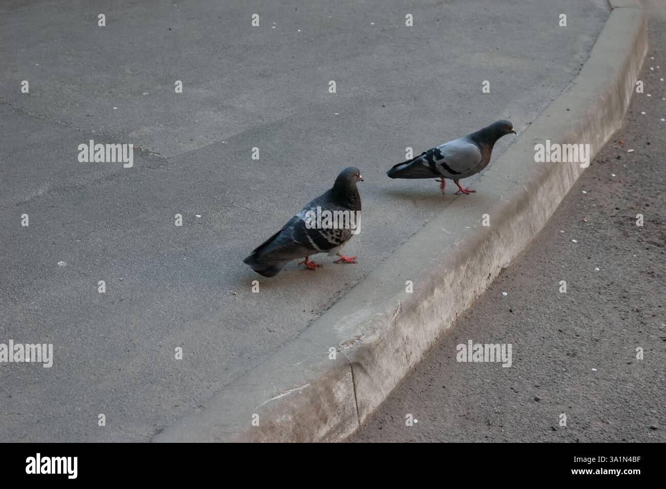 two pigeons walking on the sidewalk. Stock Photo