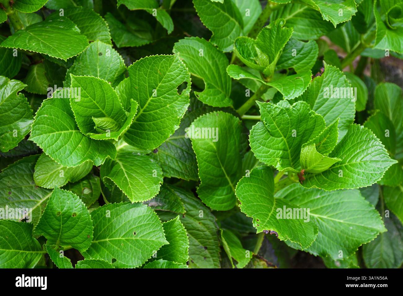 Close-up image of vibrant green hydrangea leaves, showcasing their natural texture and lush growth, perfect for gardening, decoration, or depicting th Stock Photo