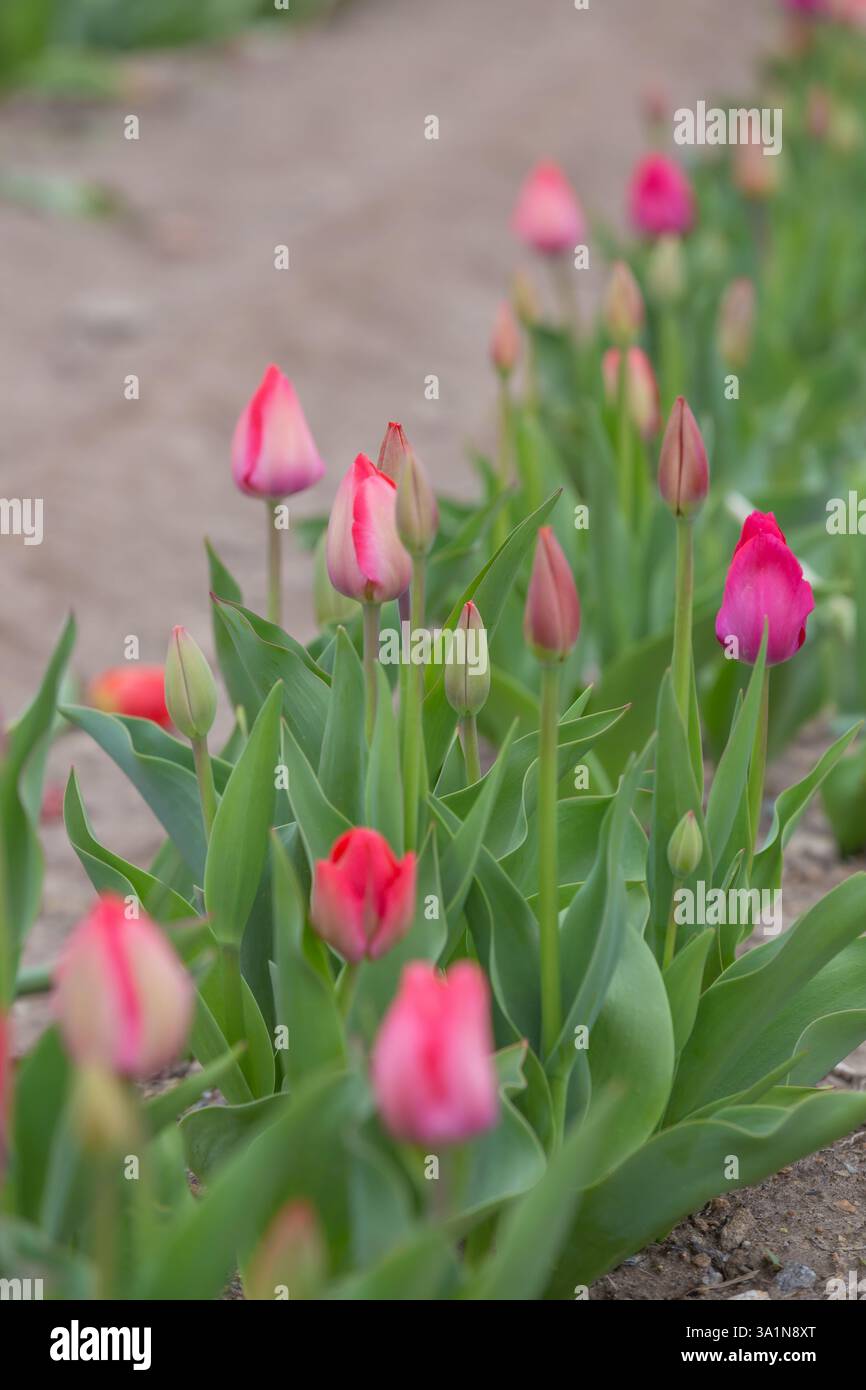 Field of Tulips in Massachusetts Stock Photo
