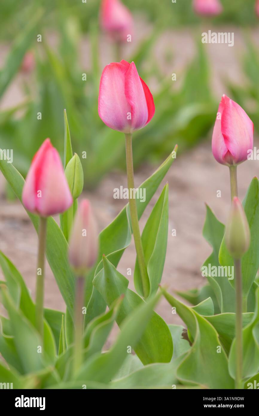 Field of Tulips in Massachusetts Stock Photo