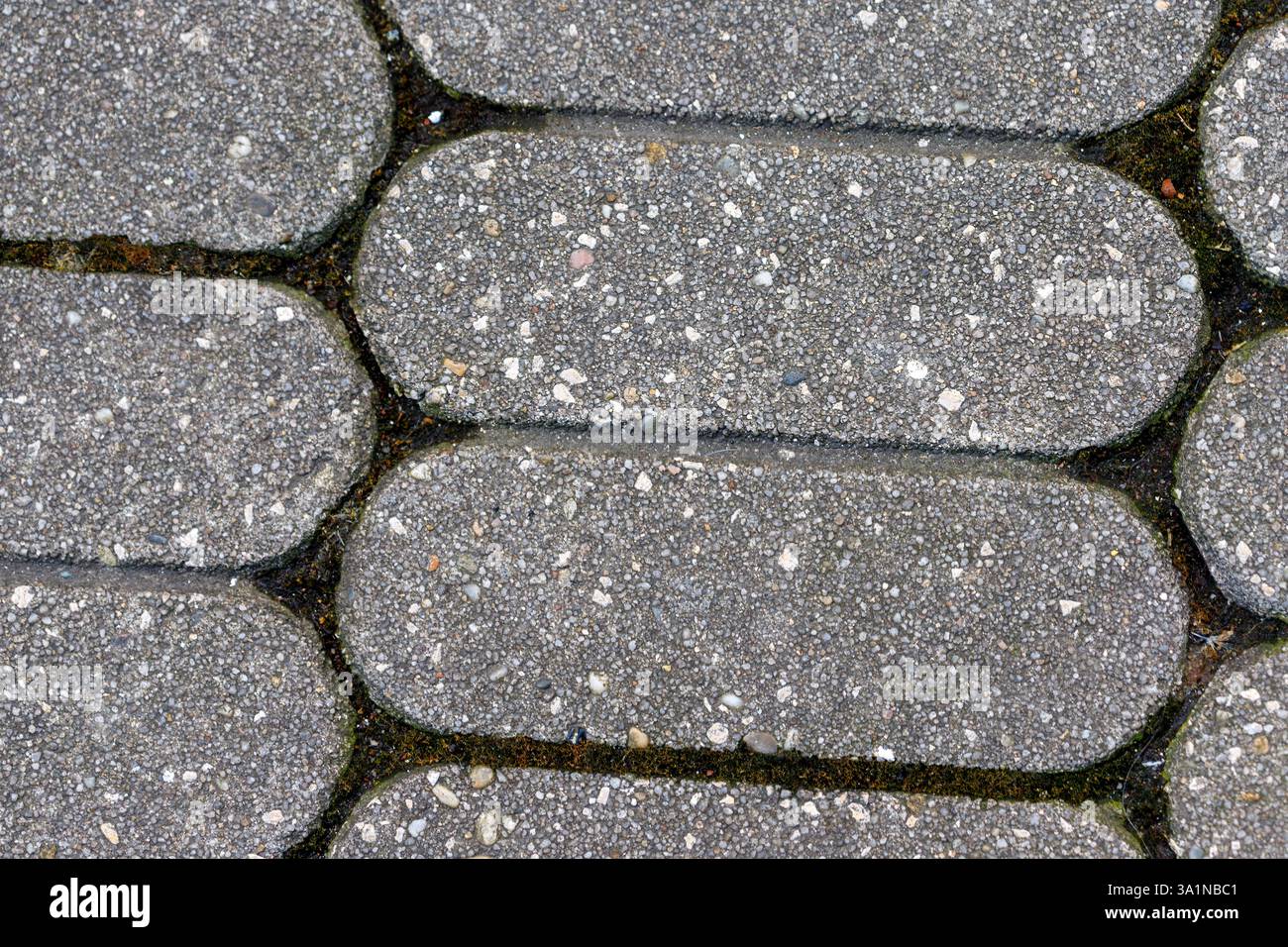 Close-up of interlocking gray paving stones with rounded ends, arranged horizontally. Green moss grows in the cracks between stones. Stock Photo