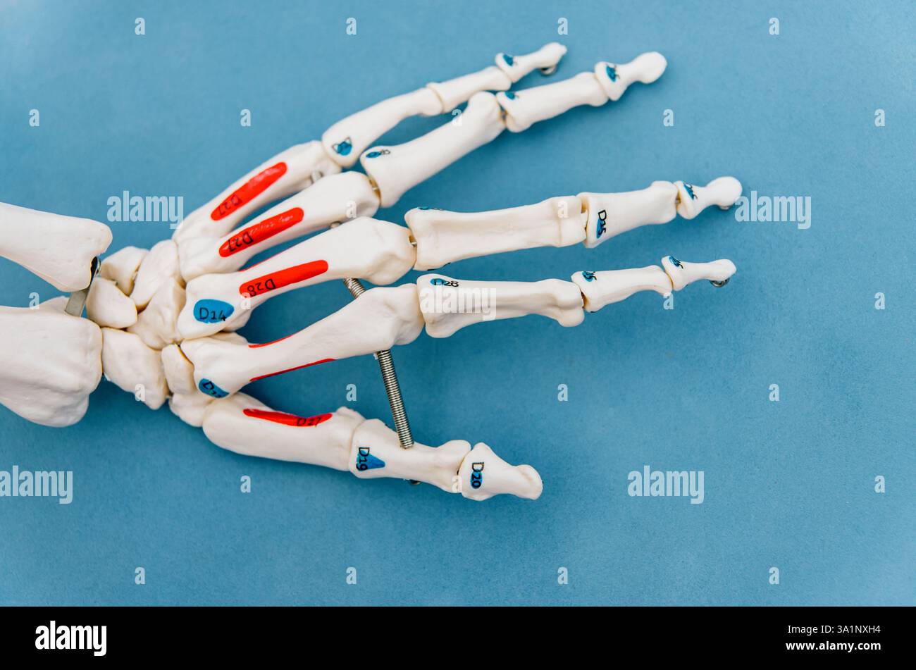 Hand Model Explained Hand model hi-res stock photography and images - Alamy