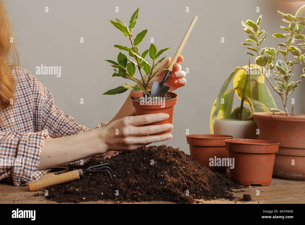 Bay plant in soil hi-res stock photography and images - Alamy