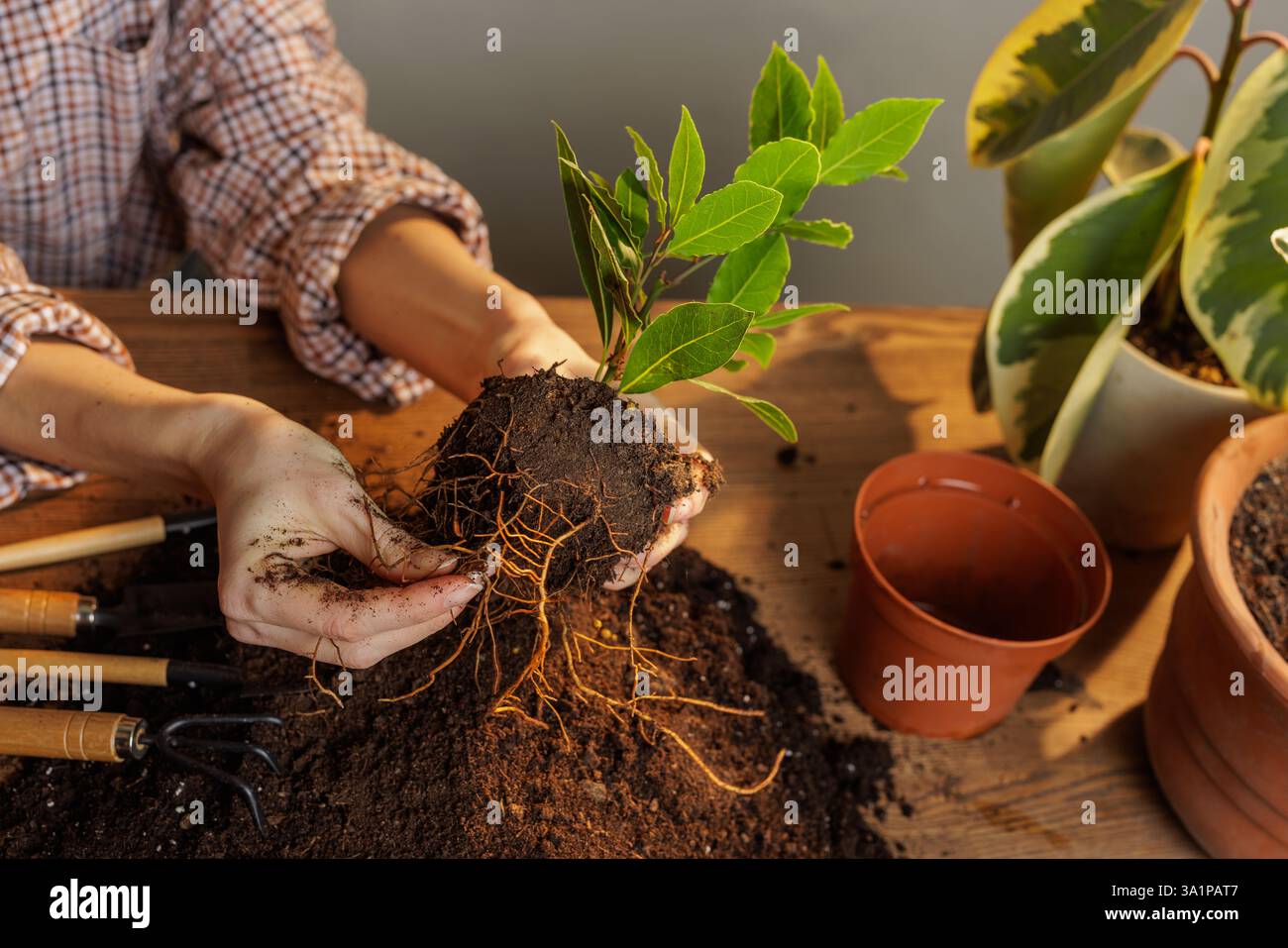 Indoor plants exposed roots hi-res stock photography and images - Alamy