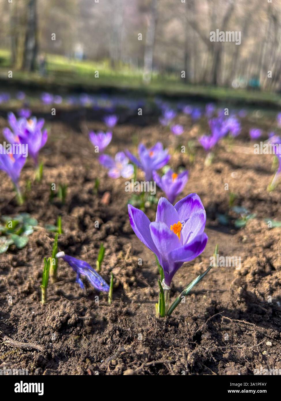 A vibrant meadow dotted with blooming Spring crocus flowers (Crocus vernus) - Smartphone Captured Stock Image