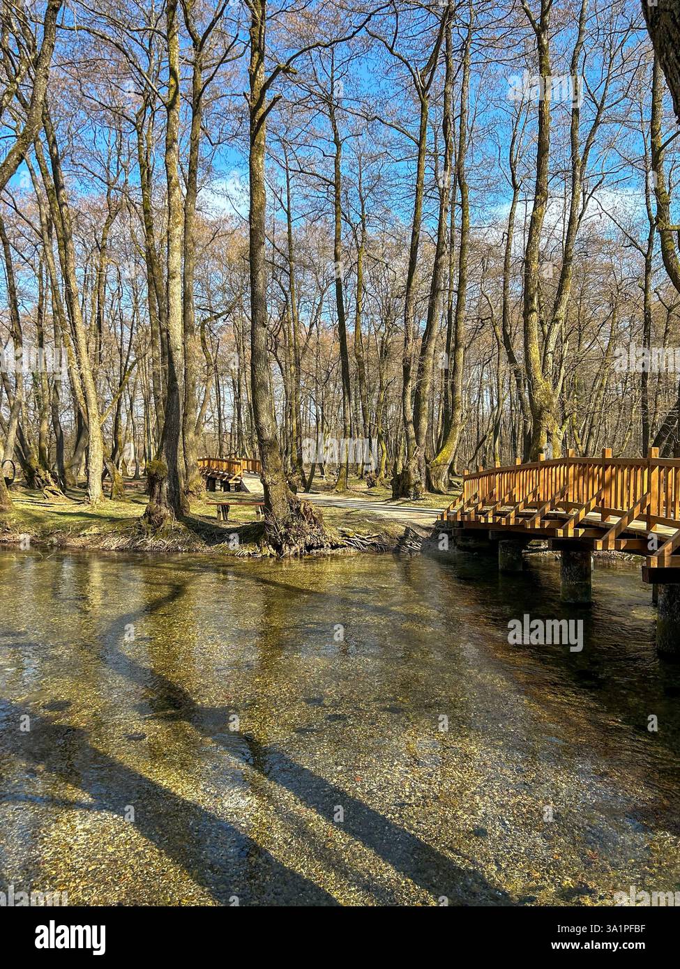 A charming wooden bridge stretches over a gently flowing river, surrounded by a lush forest. Sunlight filters through the trees - Smartphone Captured Stock Image