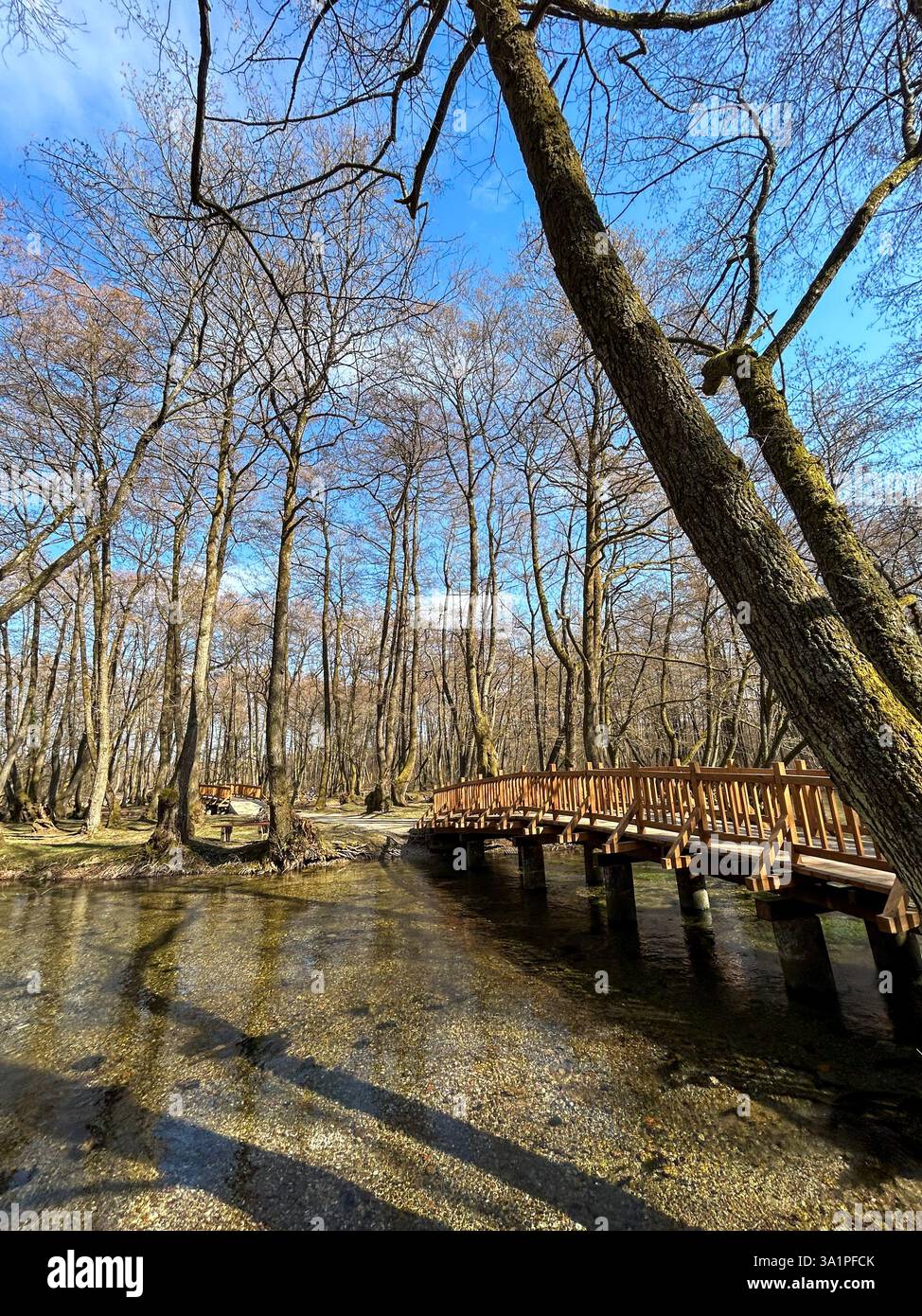 A charming wooden bridge stretches over a gently flowing river, surrounded by a lush forest. Sunlight filters through the trees - Smartphone Captured Stock Image