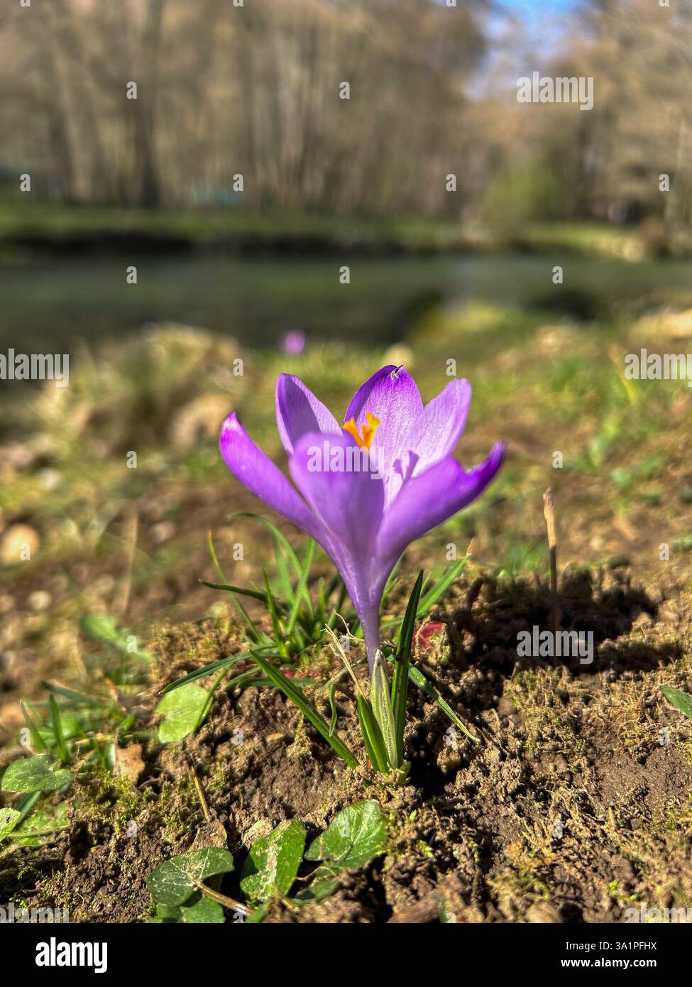 A delicate Spring crocus (Crocus vernus) blooms by the riverbank, its vibrant petals contrasting with the flowing water. - Smartphone Captured Stock Image