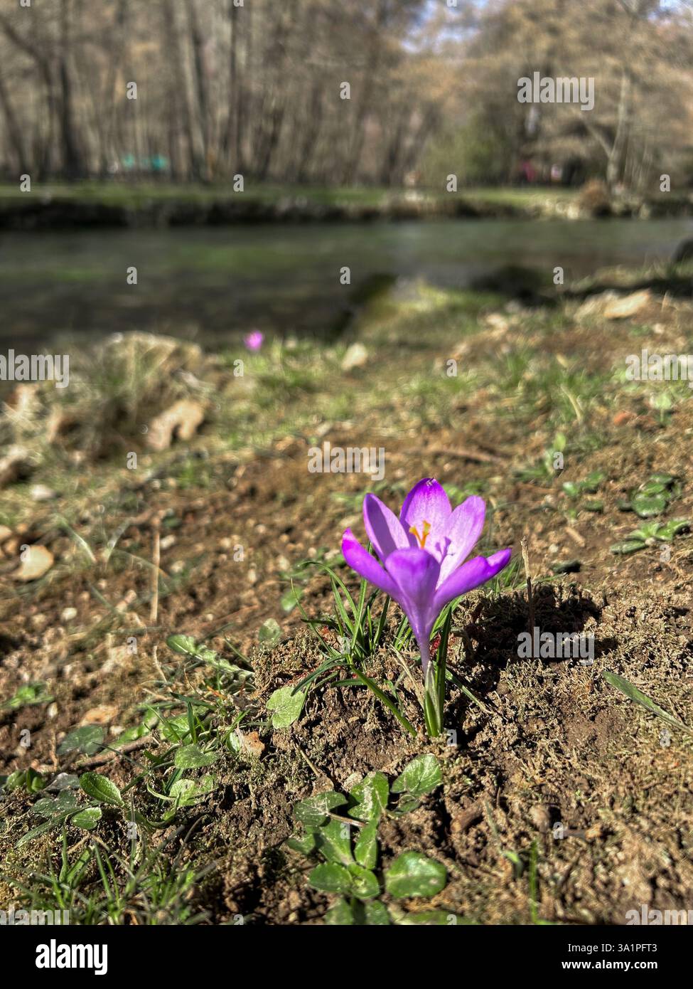 A delicate Spring crocus (Crocus vernus) blooms by the riverbank, its vibrant petals contrasting with the flowing water. - Smartphone Captured Stock Image