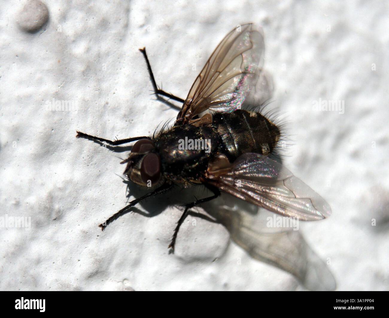 Clusterfly pollenia housefly on hi-res stock photography and images - Alamy