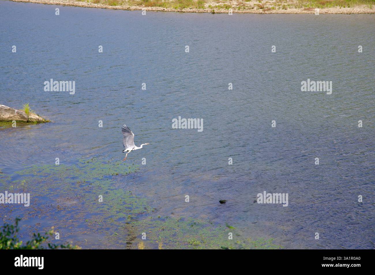 Sunchang County, South Korea - October 4, 2021: A grey heron spreads its wings as it takes flight over the calm waters of the Seomjin River, gliding a Stock Photo