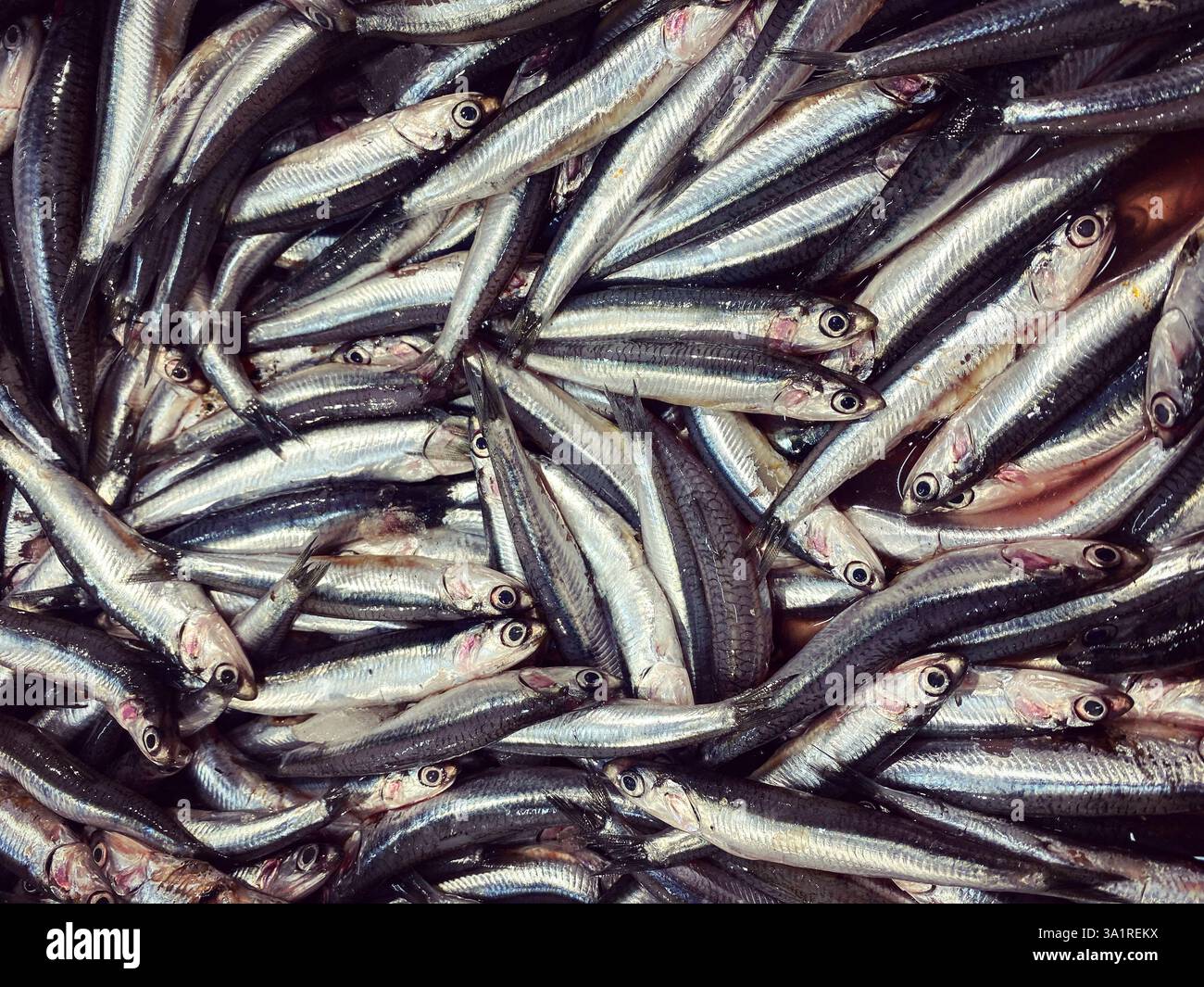 Anchovy or 'boquerones' from Sanlucar de Barrameda, Cadiz, Andalusia, Spain for sale in a fish market - Smartphone Captured Stock Image