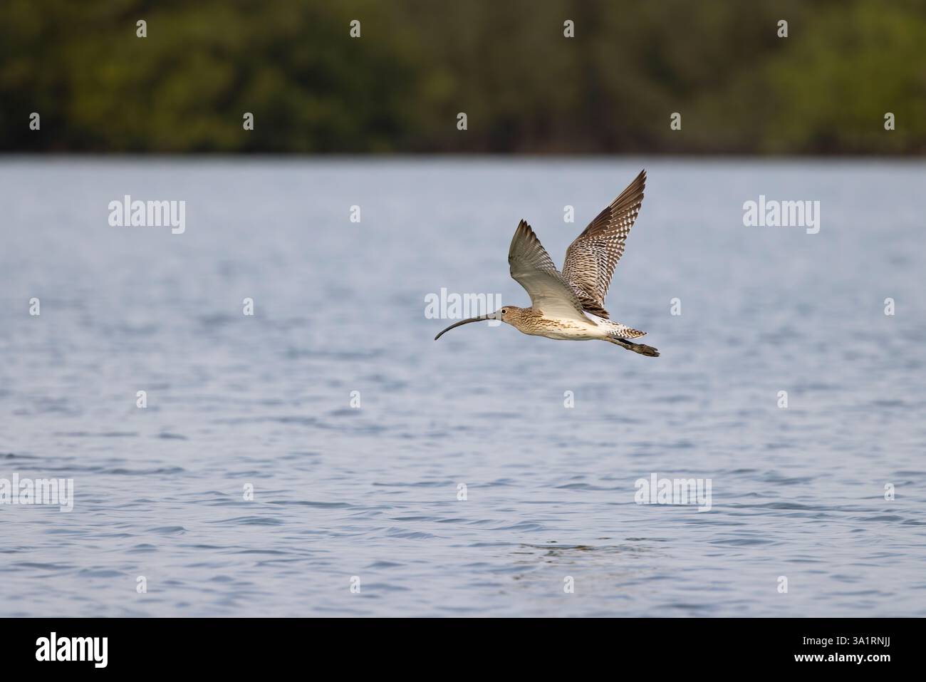 Eurasian curlew Numenius arquata, adult in flight, Gambia River, Brikama, The Gambia, January Stock Photo