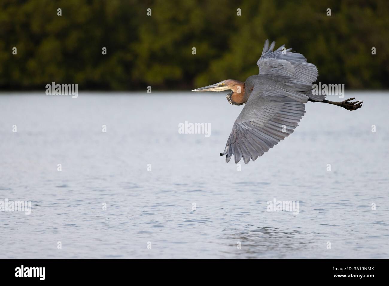 Goliath heron Ardea goliath, adult in flight, Gambia River, Brikama, The Gambia, January Stock Photo