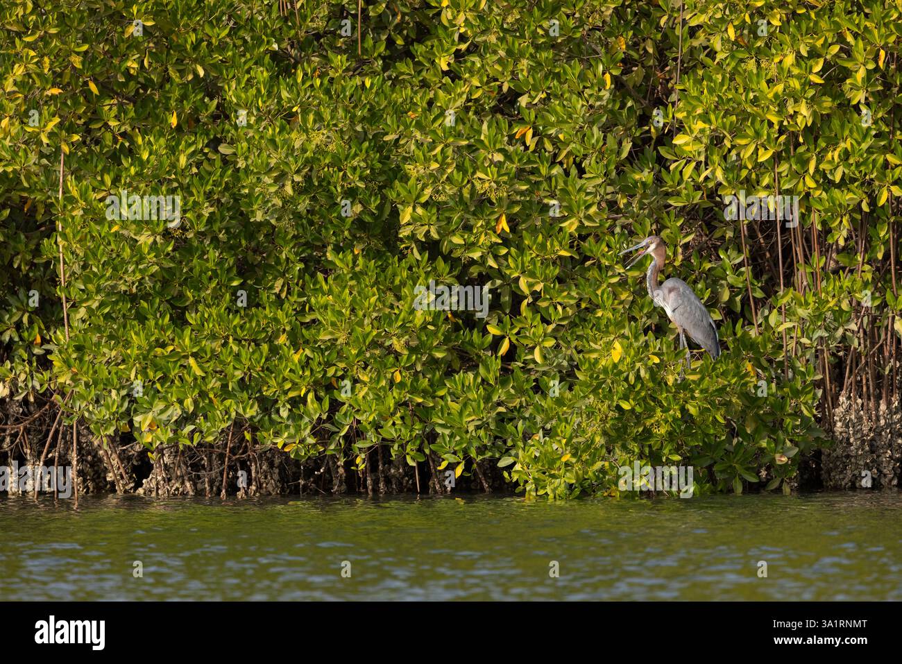Goliath heron Ardea goliath, adult in flight, Gambia River, Brikama, The Gambia, January Stock Photo