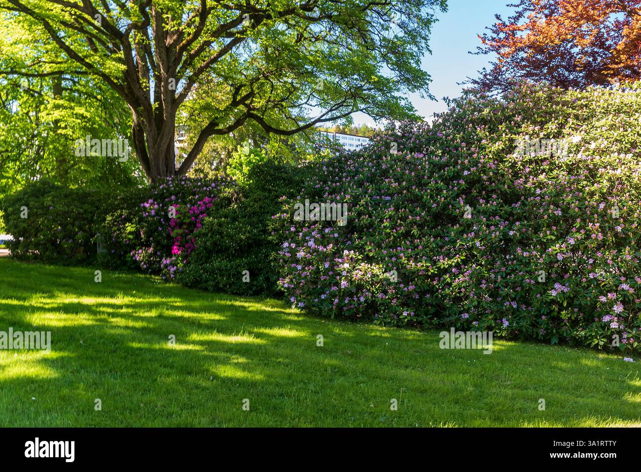 Rhododendron park germany hi-res stock photography and images - Alamy