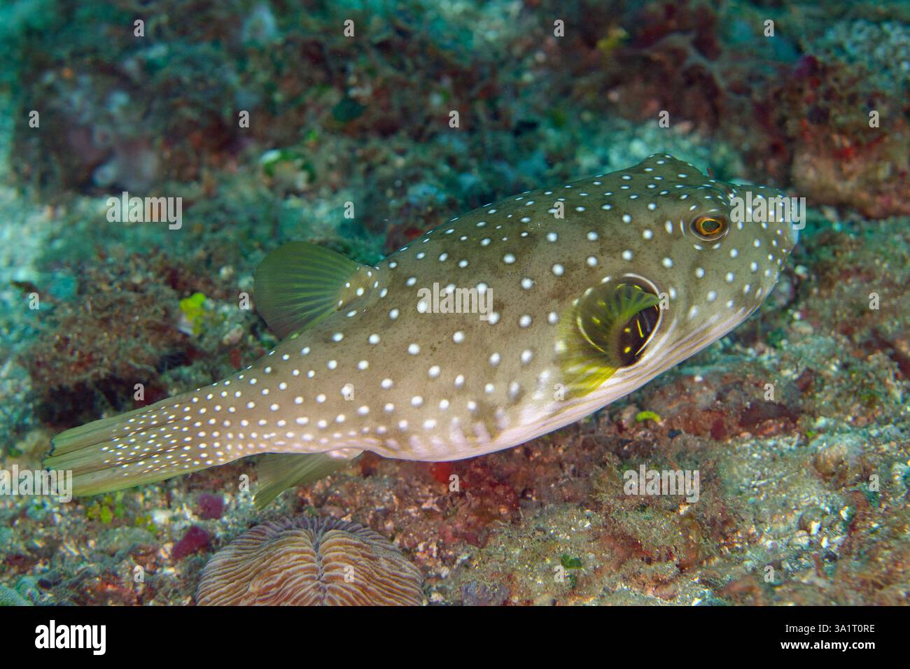 White spotted Puffer Arothron Hispidus Laha Dive Site Ambon Maluku 