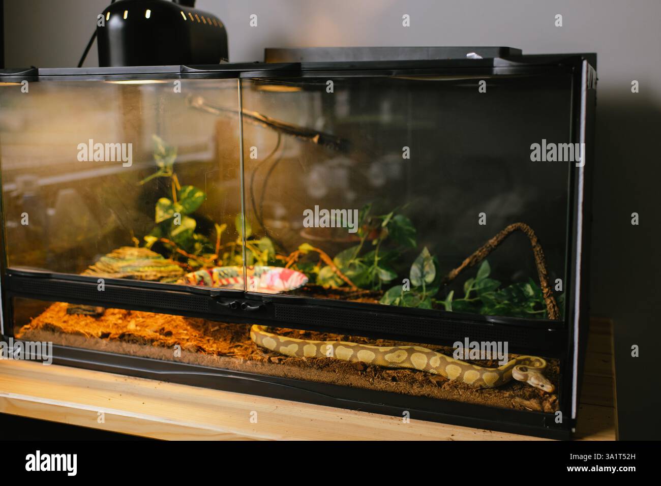 Albino ball python resting in a spacious terrarium with greenery Stock Photo