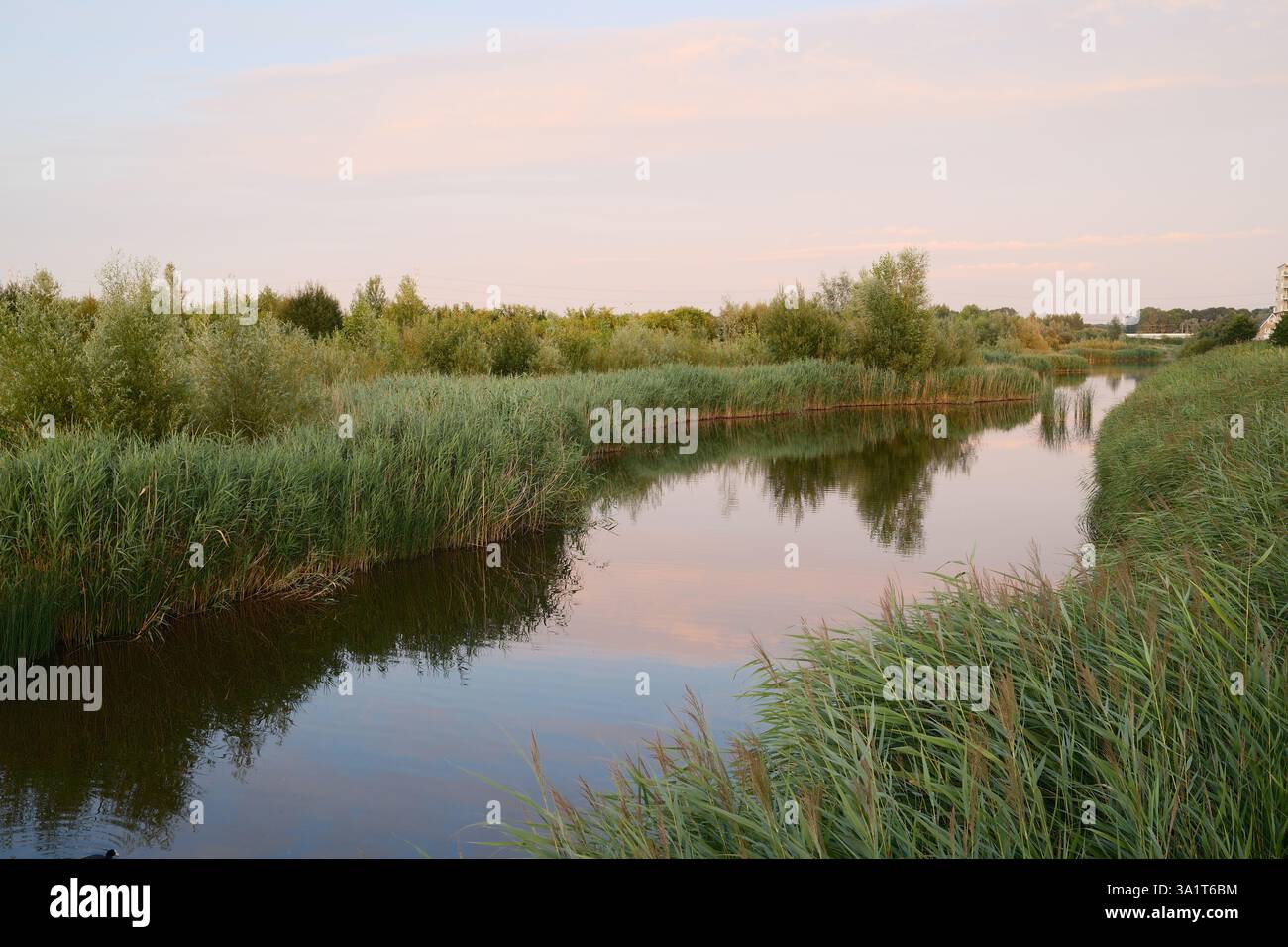 Calm river flowing through green vegetation at sunset Stock Photo