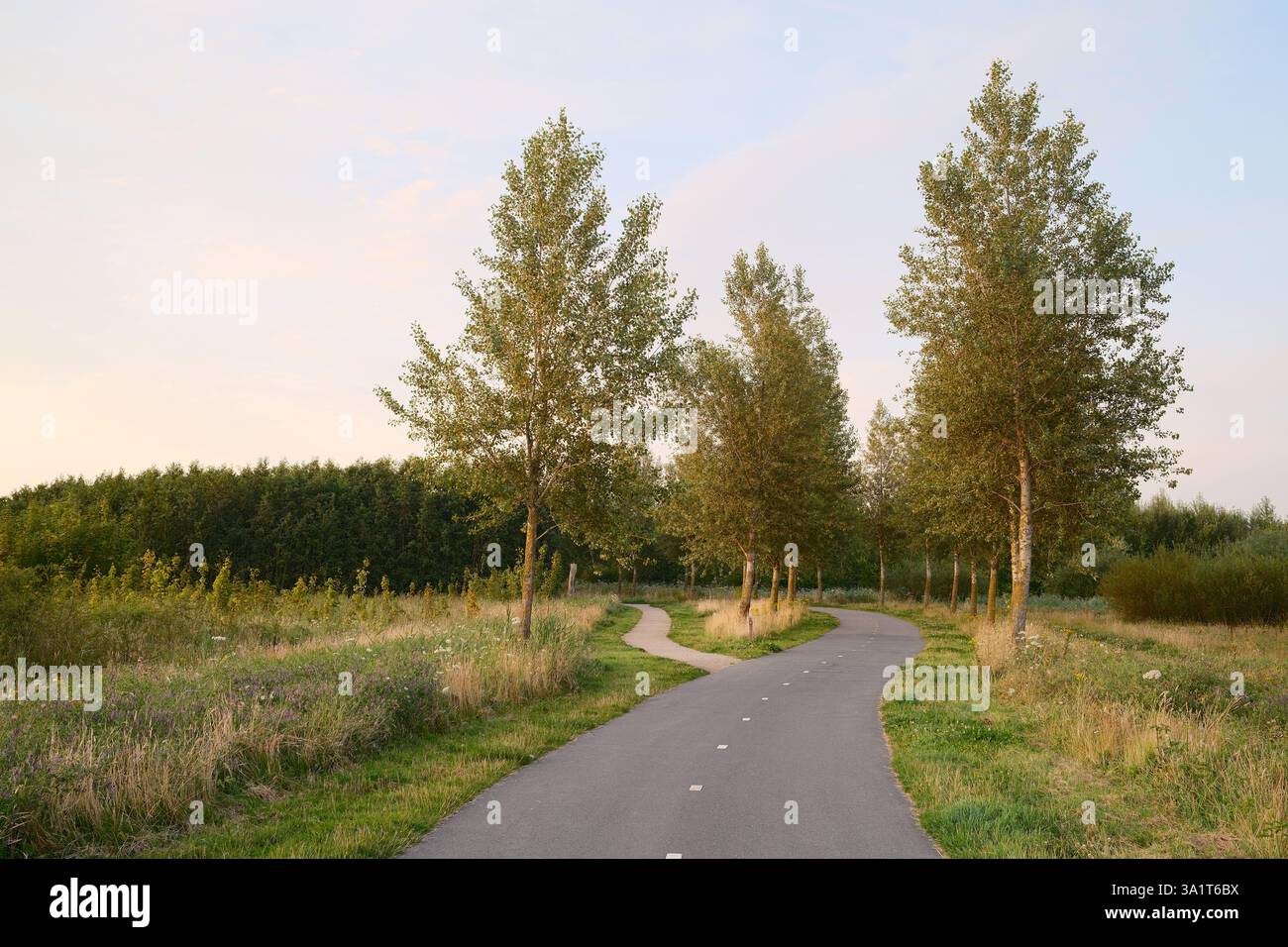 Winding bicycle path through green meadow at sunset Stock Photo