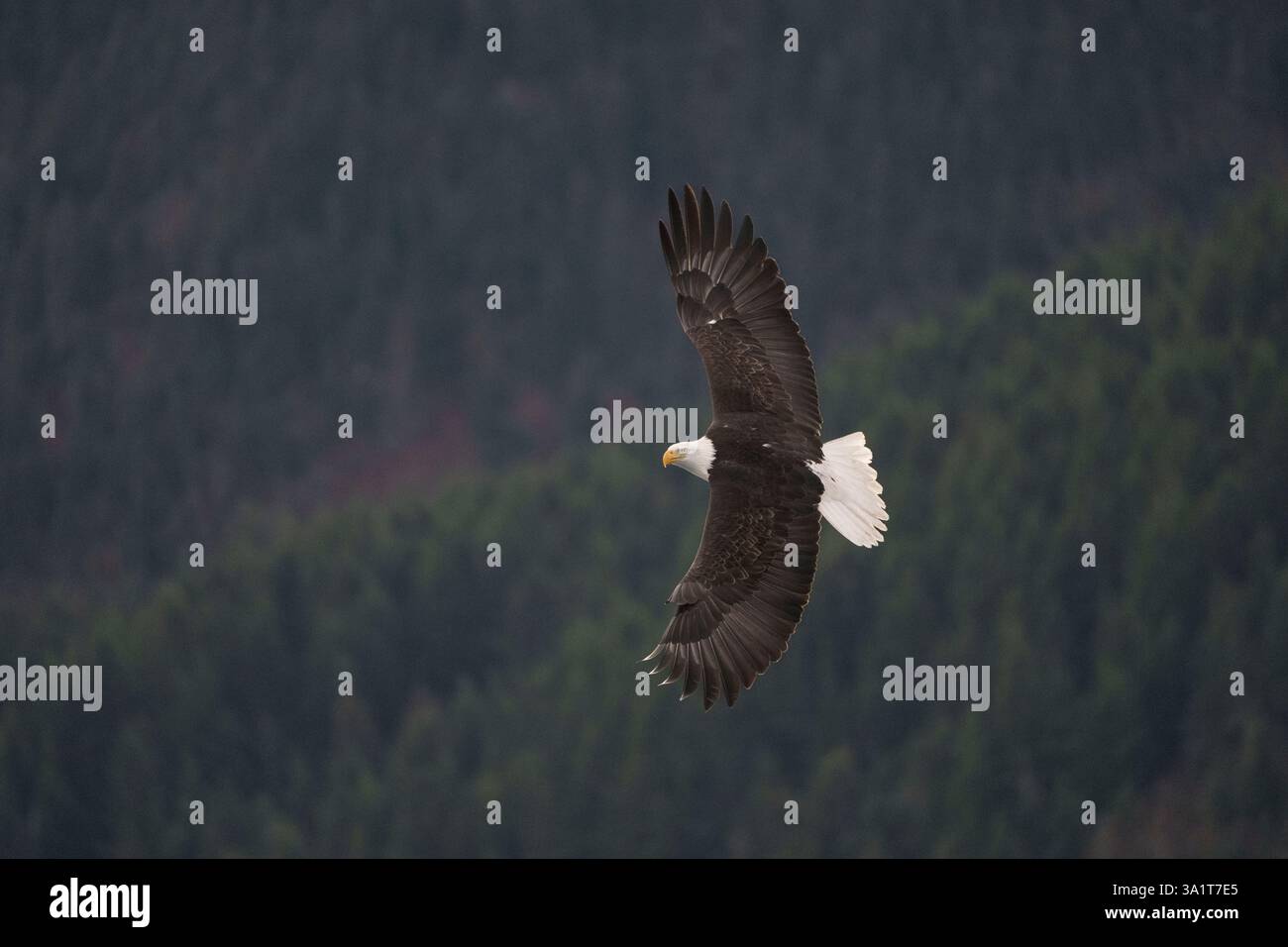 Majestic Bald Eagle Soaring Above a Forest in Flight Stock Photo