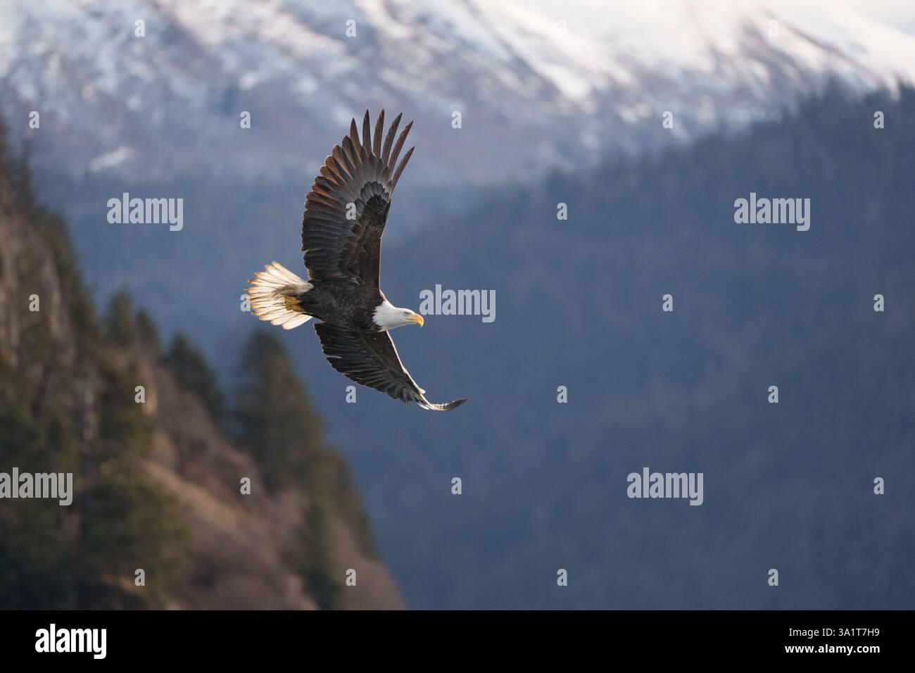 Majestic Bald Eagle Soaring Over Mountainous Forest in Natural H Stock ...