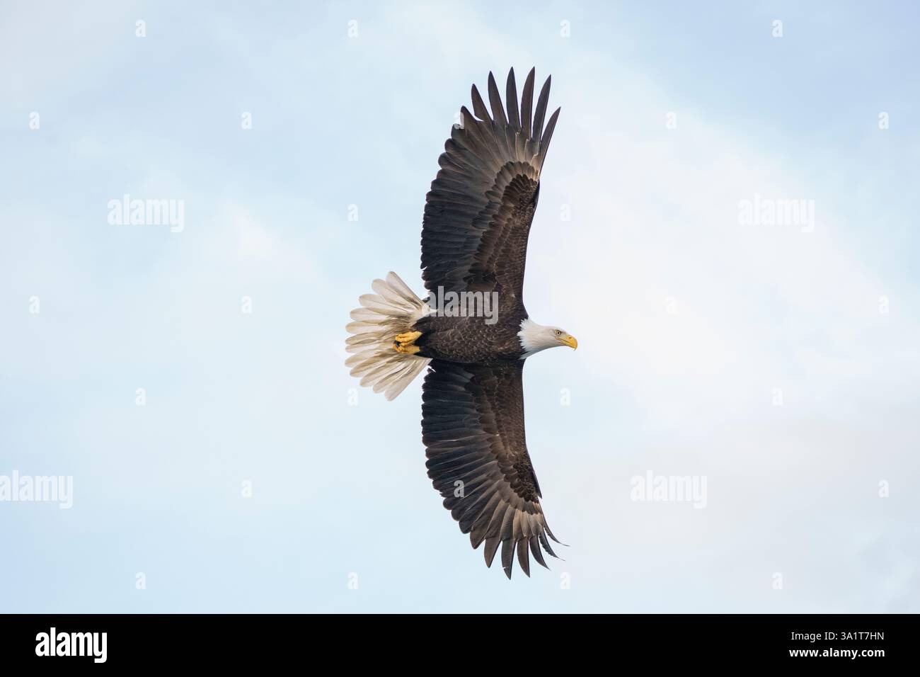 Majestic Bald Eagle Soaring Overhead Against a Bright Clear Sky Stock Photo