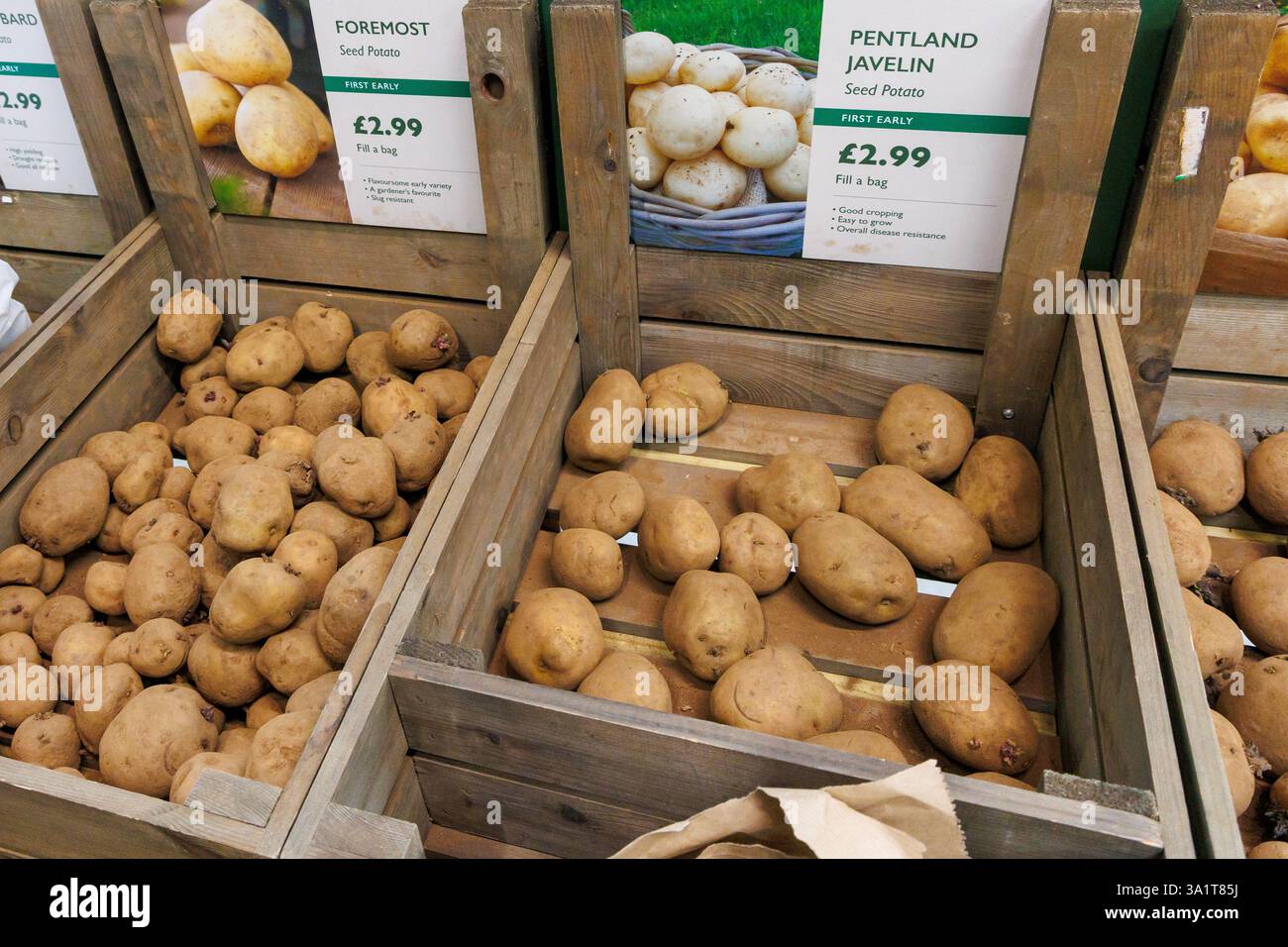Seed potatoes on sale ready for growing Stock Photo