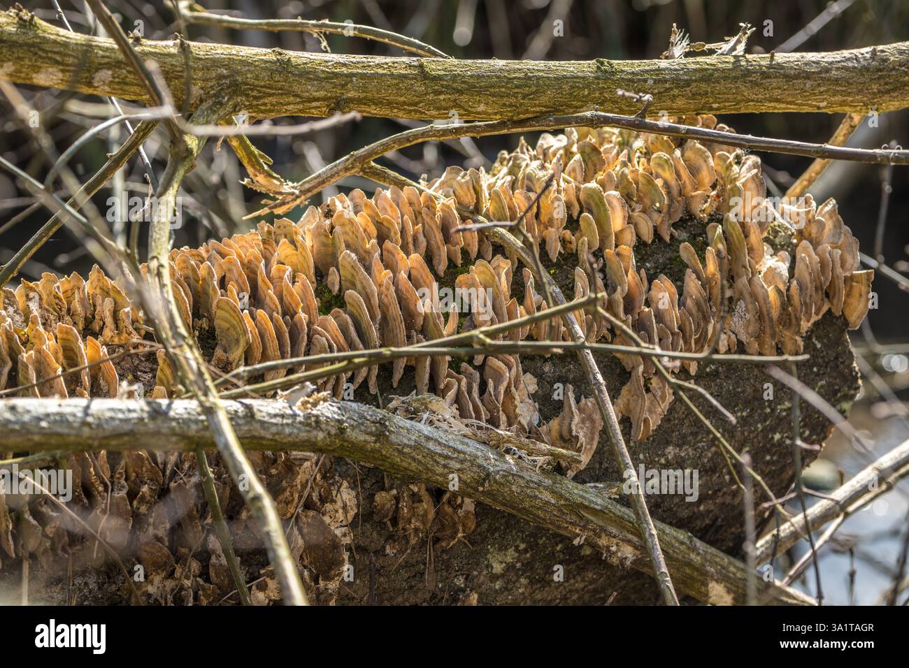 A dead willow tree has fallen over Stock Photo