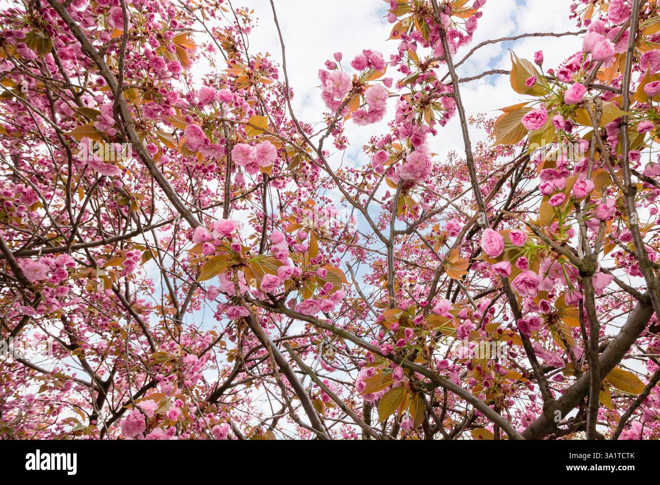 among sakura branches in spring. pink flowers of cherry tree in blossom. view up Stock Photo