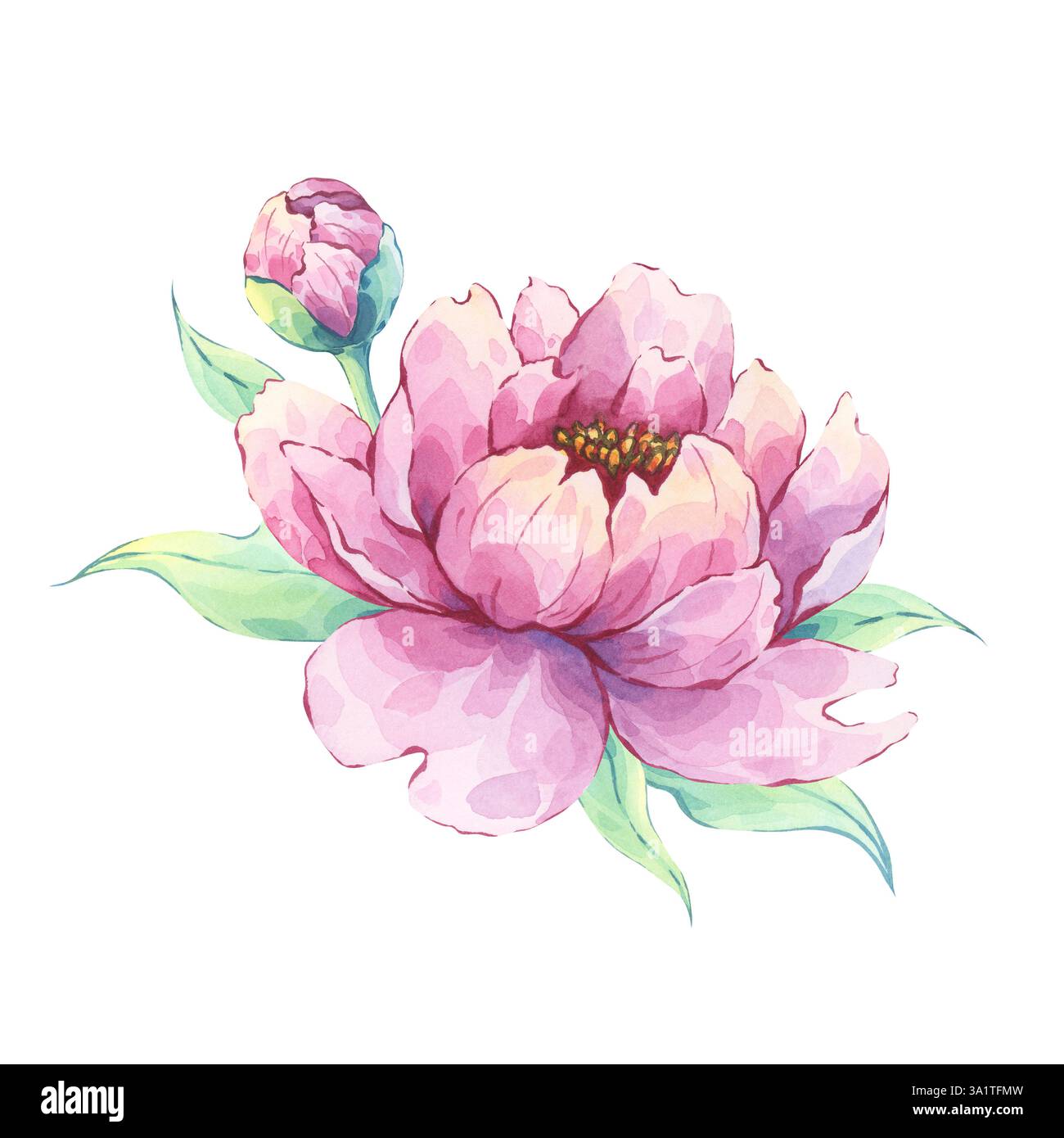 Pink peony watercolor illustration with green leaves and bud Stock ...