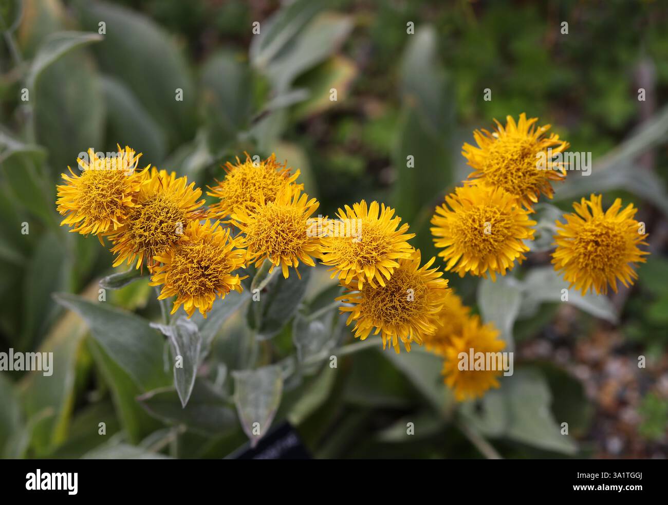 Hairy Fleabane, Pentanema oculus-christi, syn. Inula oculus-christi, Asteraceae. Europe, West Asia. Stock Photo