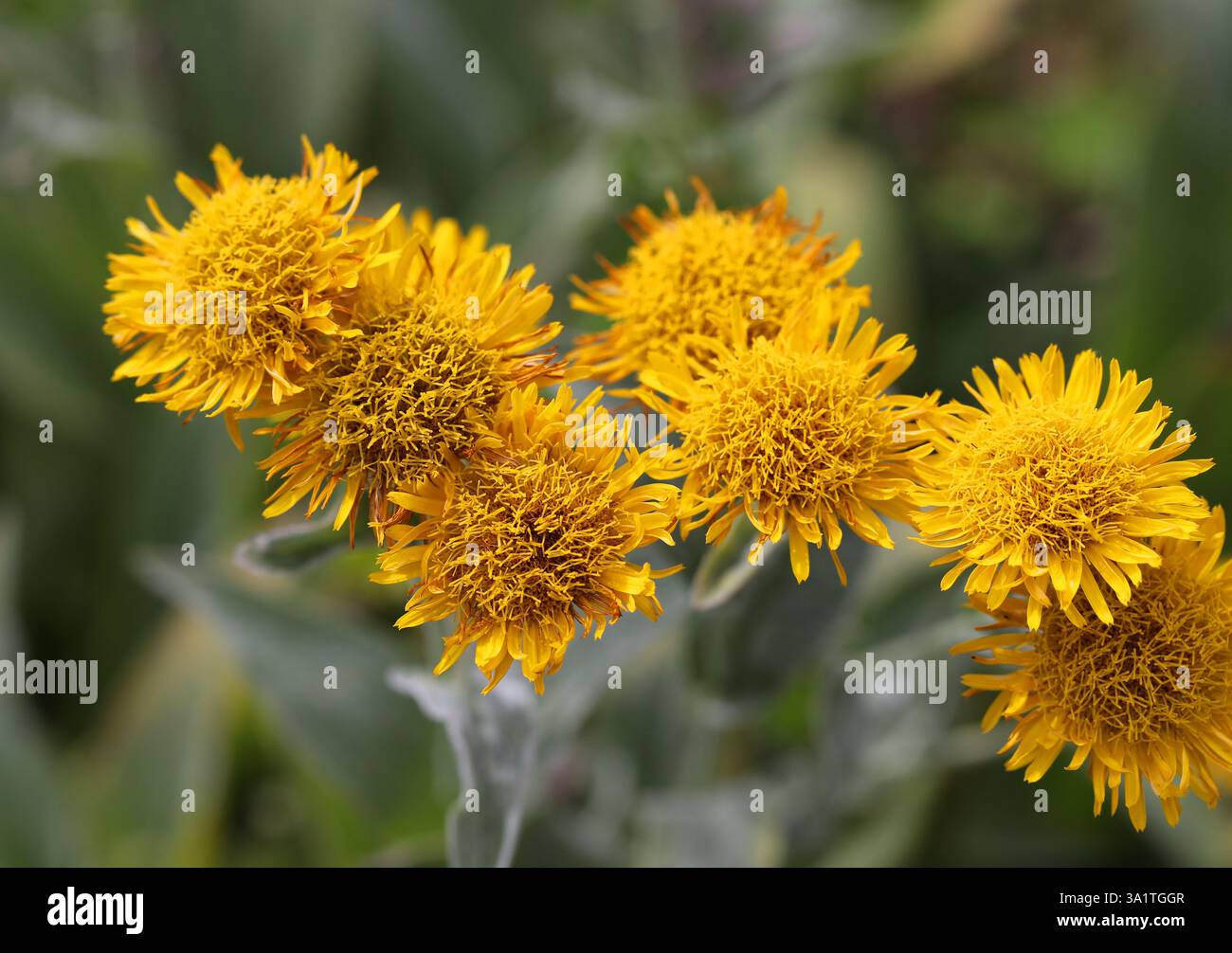Hairy Fleabane, Pentanema oculus-christi, syn. Inula oculus-christi, Asteraceae. Europe, West Asia. Stock Photo