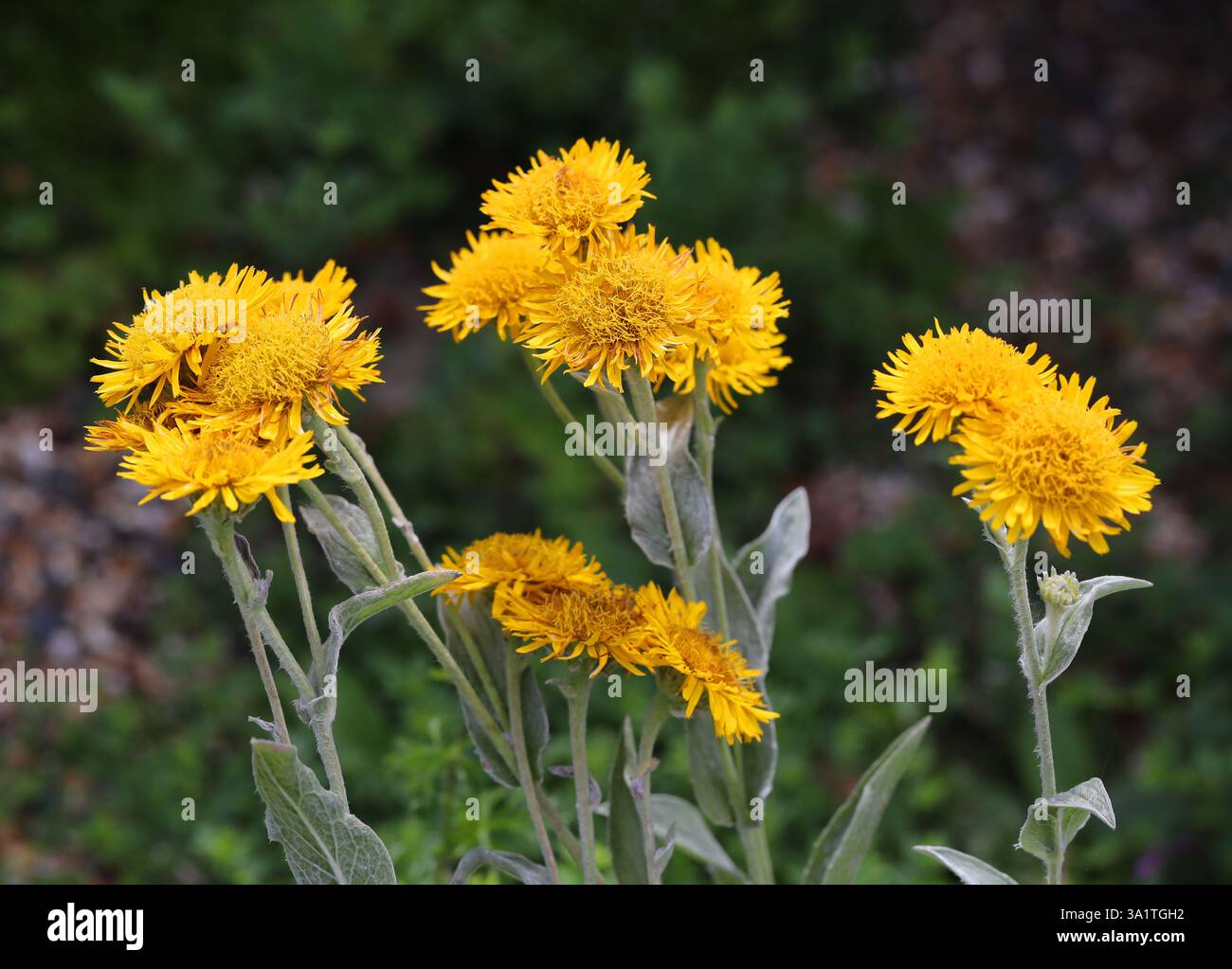 Hairy Fleabane, Pentanema oculus-christi, syn. Inula oculus-christi, Asteraceae. Europe, West Asia. Stock Photo