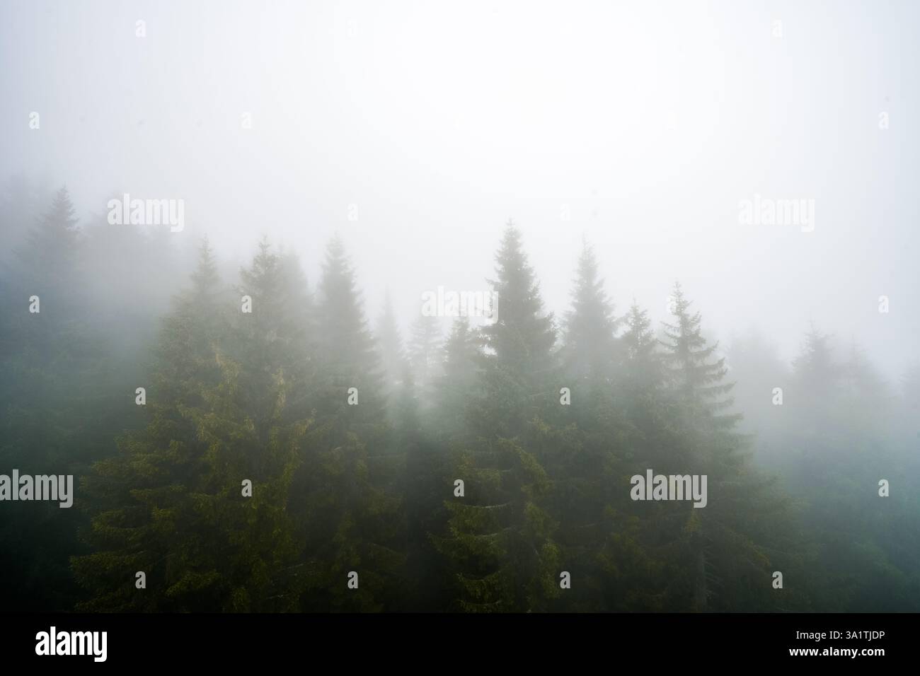 Misty pine forest hi-res stock photography and images - Alamy