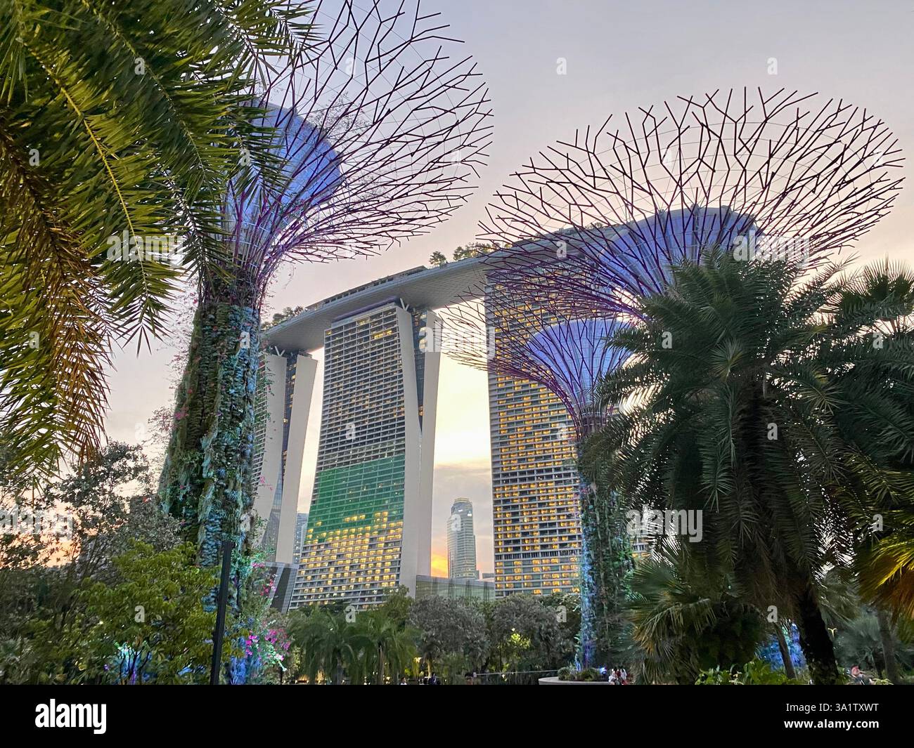 Colourful sunset in gardens by the bay with beautiful reflections at marina bay sands - Smartphone Captured Stock Image