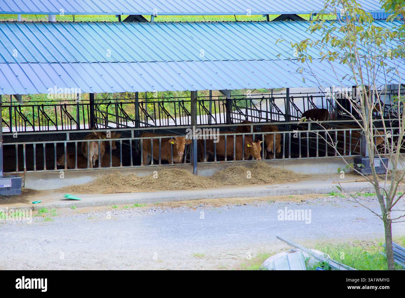 Namwon City, South Korea - October 3, 2021: Hanwoo cattle housed in an ...