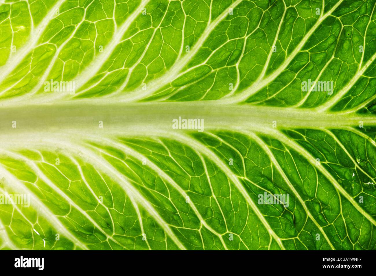 Close up of the stem on a leaf of romaine lettuce Stock Photo