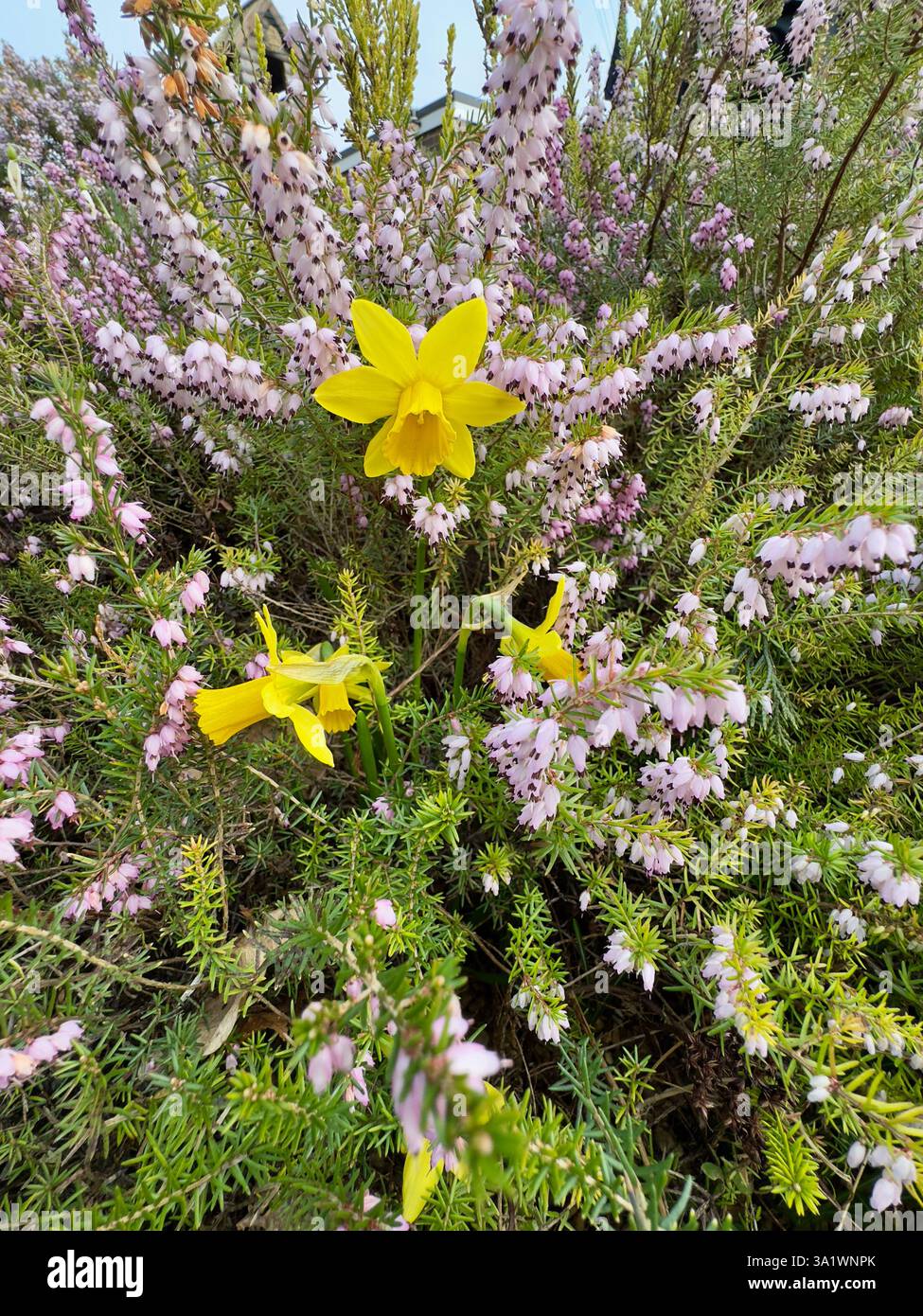 Miniature daffodils flowering amongst a bed of heathers growing in a garden in early spring in the UK. - Smartphone Captured Stock Image