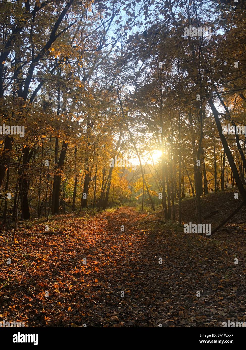Sunlight filters through autumn trees, illuminating a forest path - Smartphone Captured Stock Image