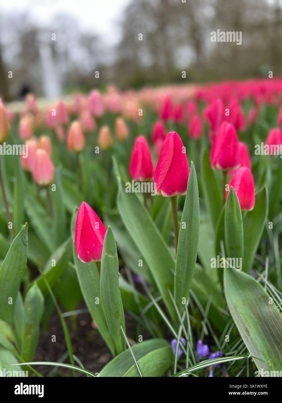 Close-up of pink tulips in full bloom in a lush spring garden. - Smartphone Captured Stock Image