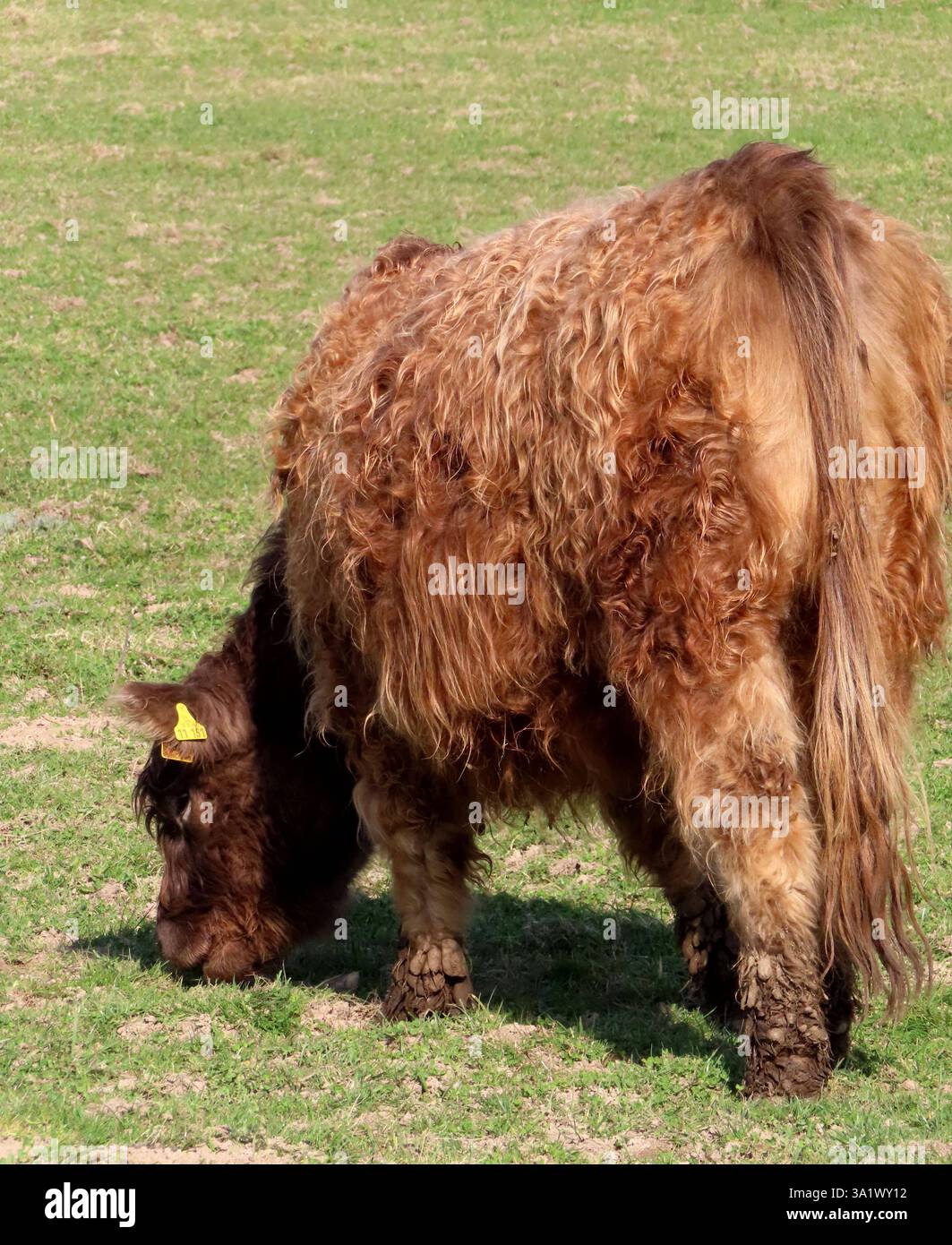 ...manchmal sieht man von einem Galloway Rind nur noch die Rueckseite ...