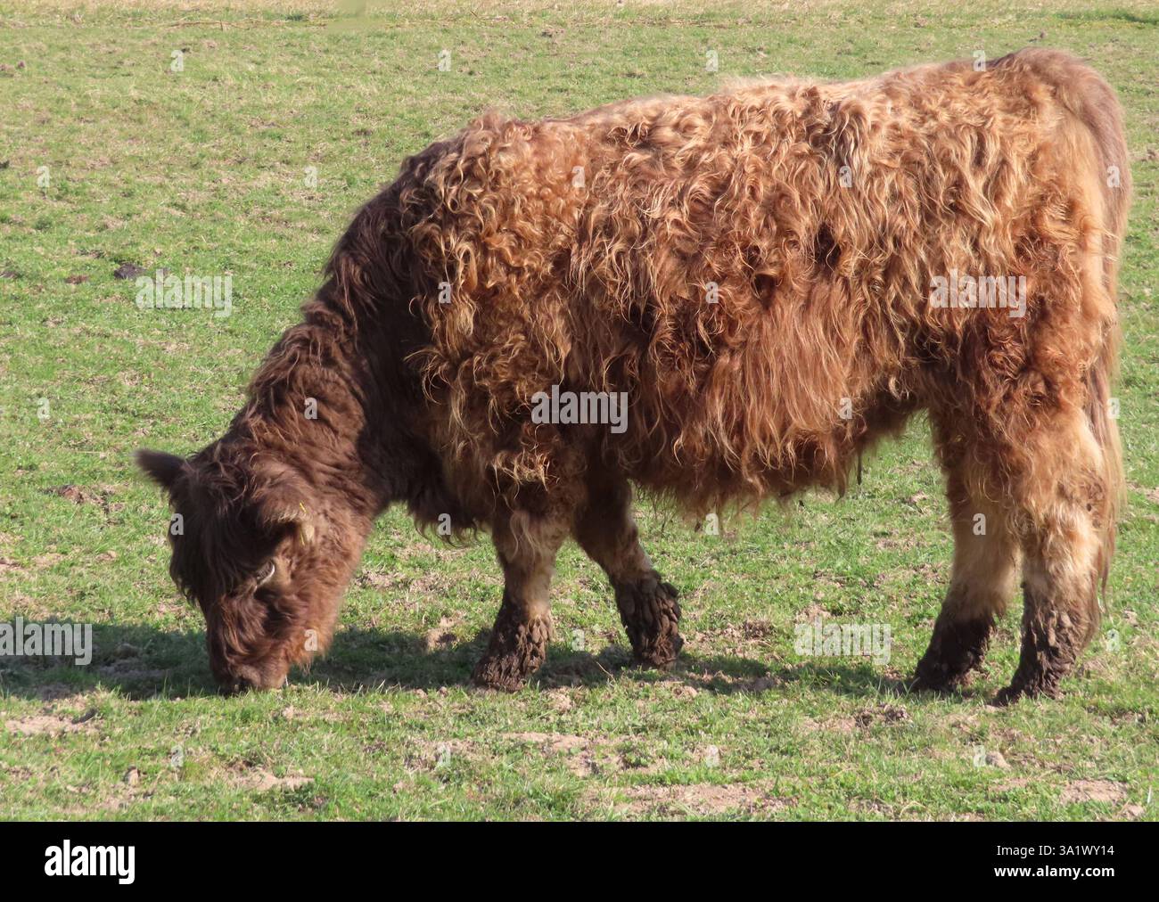 genueßlich und gemuetlich geht es bei den Galloway Rindern und auf ...