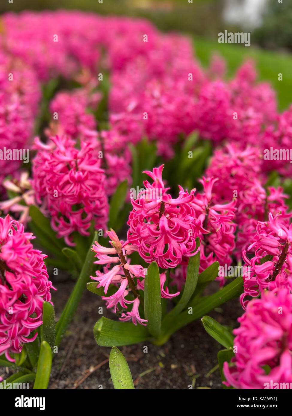 Close-up of pink hyacinths in full bloom in a spring garden - Smartphone Captured Stock Image