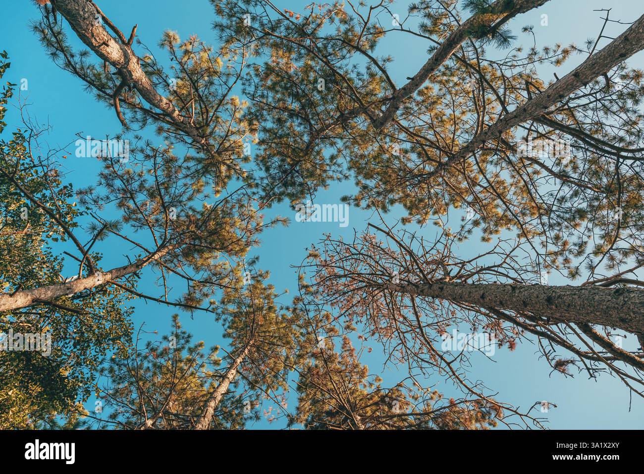 Low angle view of pine tree trunks under open sky, selective focus Stock Photo